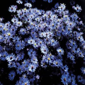 Aster dumosus Blauw (Herfstasters) x 3