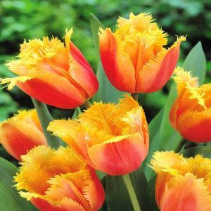 Tulpen Gefranjerd Lambada x 10