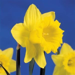 Narcissus Trumpet Yellow