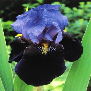 Iris germanica Purple Night Sky