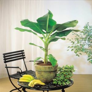 Bananenpflanze Dwarf Cavendish