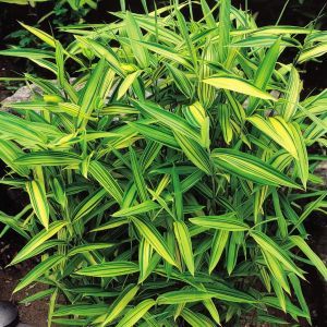 Bambus gnstig kaufen - Meingartenshop.de