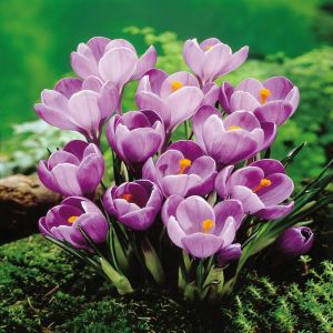 Crocus Remembrance