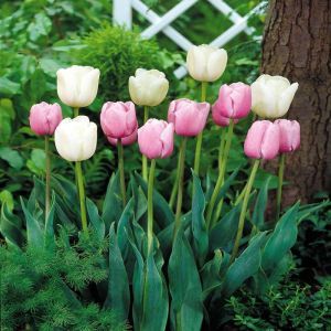 Tulpen Combo wit/roze x 20