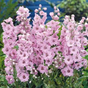 Delphinium hybrid 'Pacific Giants' pink