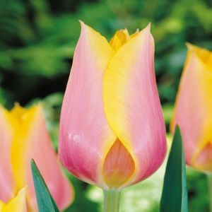 Einfache Späte Tulpe 'Blushing Lady'