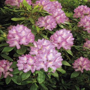 Rhodondendron hybrid Alice