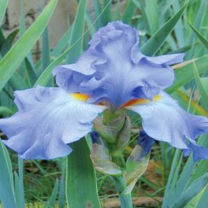 Iris germanica Metal Blue (Baardiris)