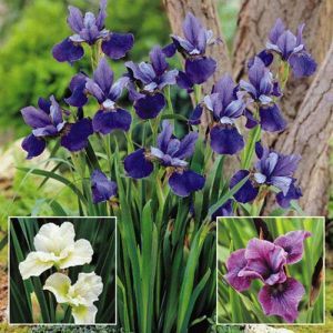 Iris sibirica Collectie