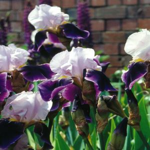 Iris germanica (Baardiris) Purple and