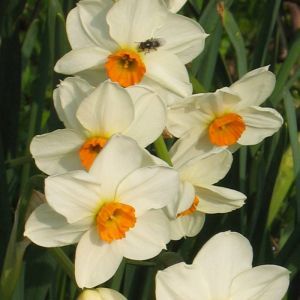 Narcissen Tazetta Geranium x 10