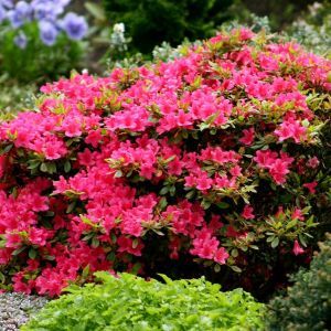 Azalea japonica