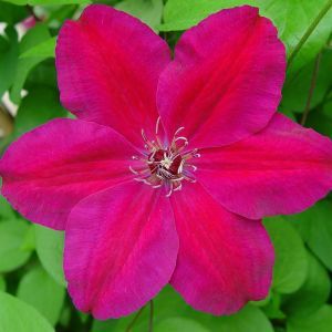Clematis Westerplatte