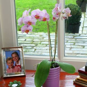 Phalaenopsis Pink Striped 11 cm