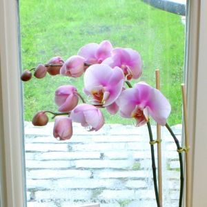 Phalaenopsis soft Pink