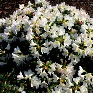 Rhododendron Silver Sixpence