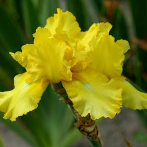 Iris germanica Oktober Sun (Baardiris)