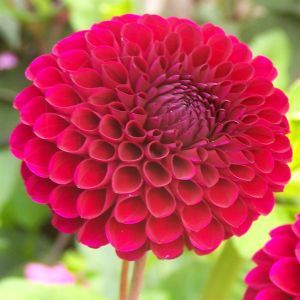 Dahlias Downham Royal
