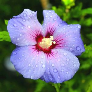 Hibiscus syriacus blau oder Roseneibisch