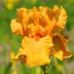 Iris germanica Oranje (Baardiris)
