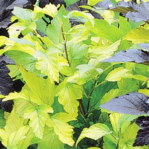 Physiocarpus Darts Gold