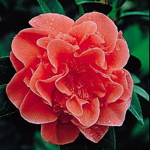 Camellia japonica red 15 cm pot