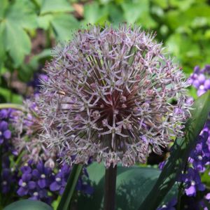 Allium karataviënse  Pink