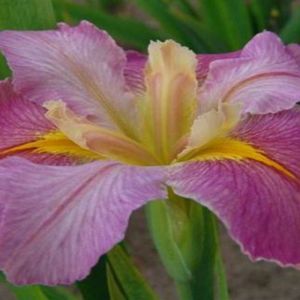 Iris Louisiana Cajun Capers