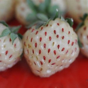 Ananasaardbei( pine berry)