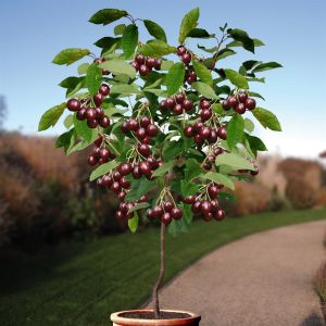 Prunus a. Sunburst struik v2