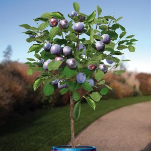 Prunus d. The Czar patio boom v2