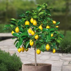 Zitronenbaum auf Stamm