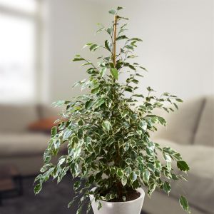 ficus benja twilight v2