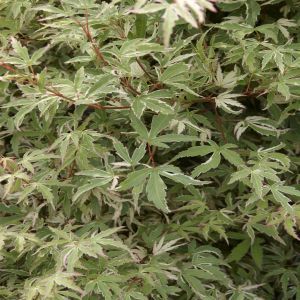 Acer Palmatum Butterfly
