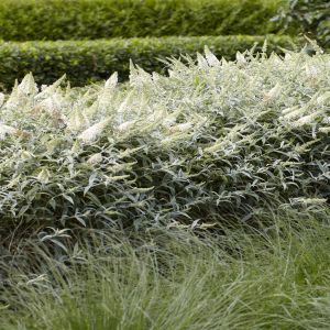 Buddleja White ball