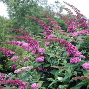 Buddleja davidii Pink delight