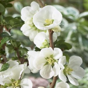 Chaneomeles Superba Jet Trail