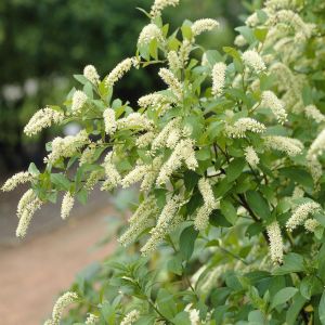 Itea virginica Henry's Garnet