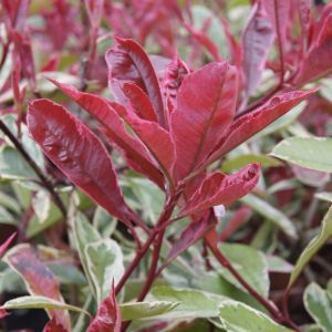 Glanzmispel - Photinia gnstig kaufen - Meingartenshop.de