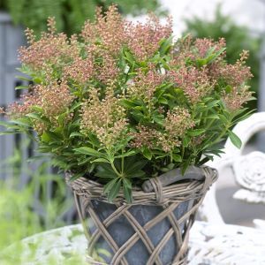 Pieris Japonica Debutante