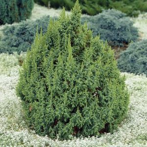 Juniperus Pingii loderi (Jeneverbes)