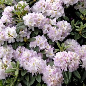 Rhododendron Gomer Waterer