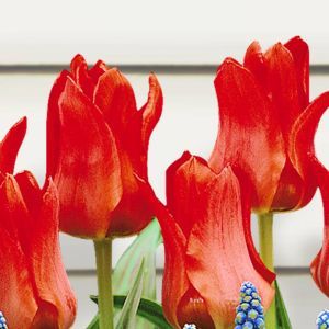 Tulpe Rotkäppchen x 10