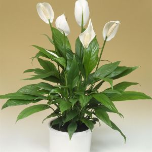 Spatiphyllum visions2