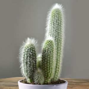 Cactus Cleistocactus strausii