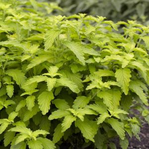 Cariopteris x clandonensis Hint of Gold