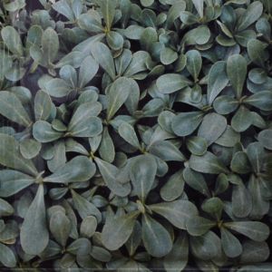 Purslane Green
