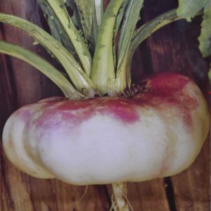 Gardenturnip Milan