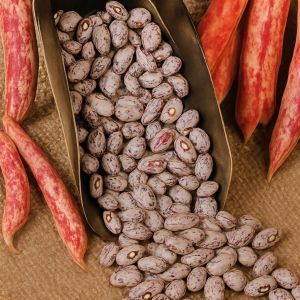 Schell Beans
