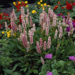 Persicaria Affinis Donald Lowndes